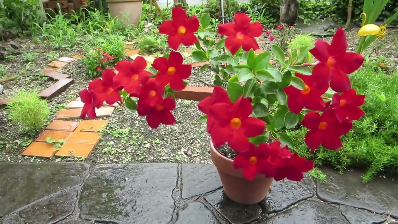 サンパラソル（赤） ２０２２年１０月 〜 ２０２３年７月中旬