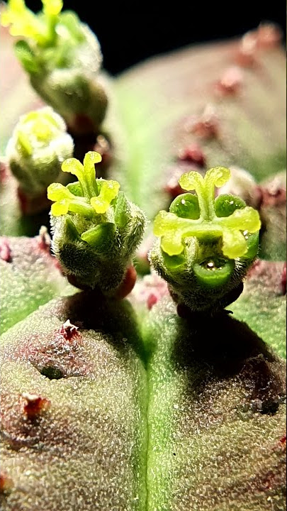 Cactus & Succulent Shorts | Euphorbia Obesa Flower | #shorts