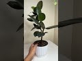 Rubber Plant Bonsai in Semi-Hydro #thegreenearth #youtubeshorts #shorts