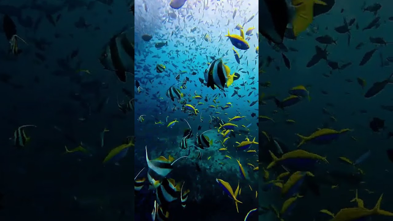 Colorful Tropical Fish in Crystal Clear Ocean