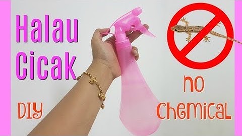 Halau Cicak Dari Kereta