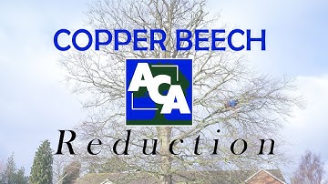 Copper Beech Reduction Time Lapse - A Cut Above - Tree Surgery