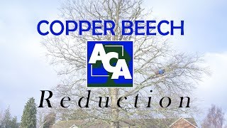 Copper Beech Reduction Time Lapse - A Cut Above - Tree Surgery