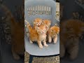 cute cat dance video 🥰|#trending #viral #shortvideo #cutcatvideo |#itzzmariyam |