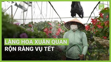 Làng hoa Xuân Quan rộn ràng vụ Tết | VTC16