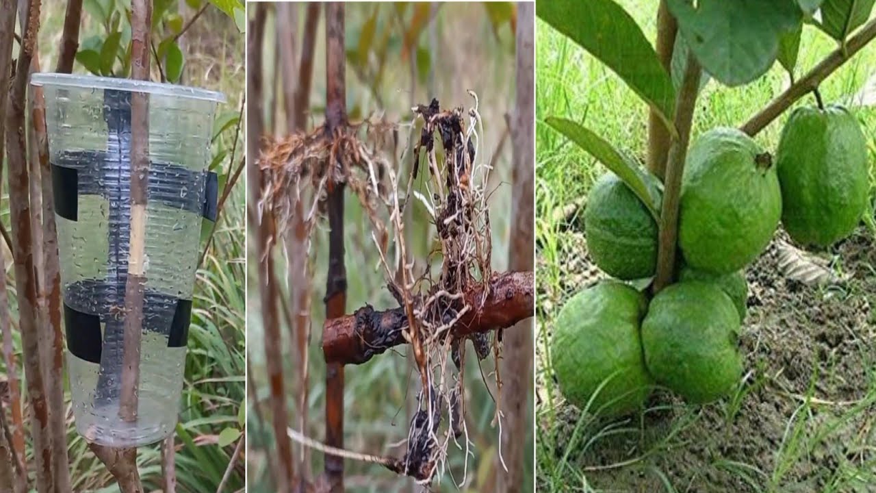 How to air layering simple with soil New Methods Agriculture YouTube