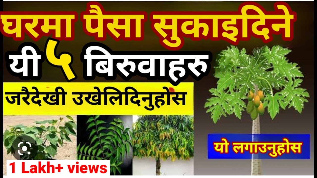 धन नाश गरिदिने ५ बिरुवा , यिनलाई तुरुन्त उखलिदिनुहोस |vastu tips|#youtube #nepal #trending