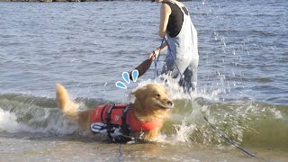 襲ってくる波が怖すぎるゴールデンレトリバー