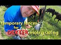 temporary fences and mob grazing Dexter cattle