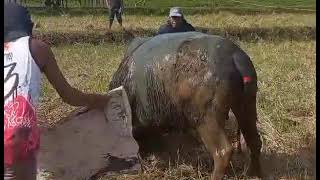 Villaflor Vs Igcado Winner Villaflor