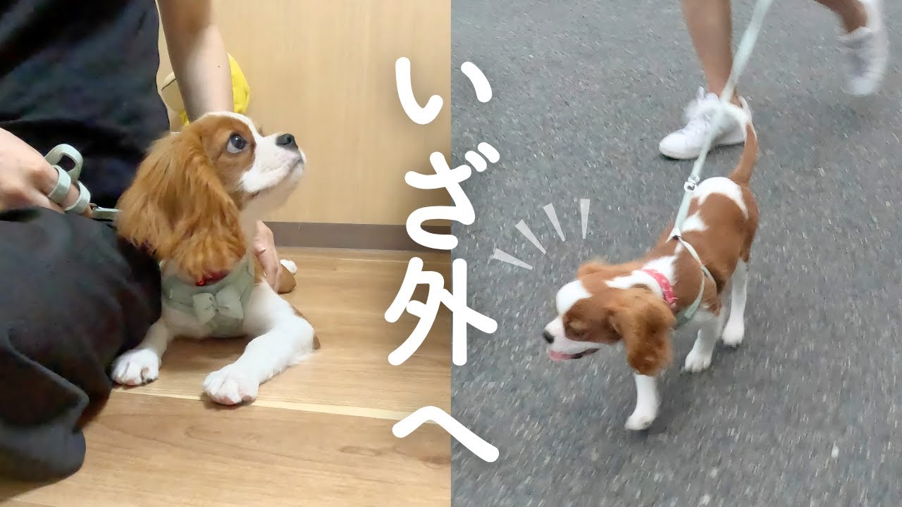 【キャバリア子犬】お散歩デビュー&落ち着きトレーニング始めました
