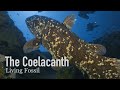 Coelacanth: The Living Fossil