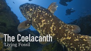 Download Lagu Coelacanths, Living Fossils of the Sea MP3 Download Lagu Coelacanths, Living Fossils of the Sea MP3