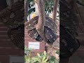 Big python after a big night, resting in sun #python #pythons #australianwildlife #snakes #reptiles