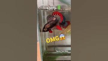 wild betta breeding and showing #bettafishtank