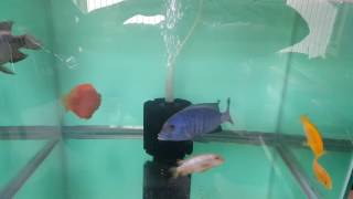 33 gallon aquariums