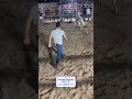 Olha essa Nelore como ela é bruta 🤠😱 #pecuarista #agro #shortsviral #fazenda #cavalo