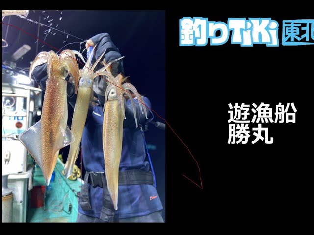 ７月27日地元でとれたて 釣り ケンサキイカ ３キロUp 7月27日地元でとれたて 釣り ケンサキイカ 3キロUp 7月