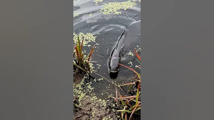 🎣 CRAZY Fish Bite! 🤯 You WON'T Believe What Happens! 🐟 #fishing #shorts