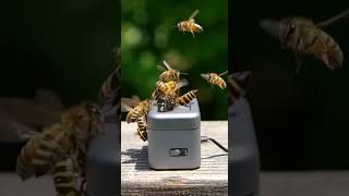 Bees learn how to use tools effectively #bees #shredder #maga #memes #booktok