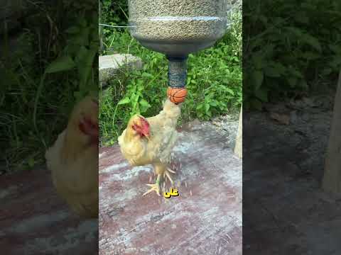 إطعام الدجاج بآلات ذكية 
