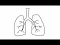 كيفية رسم مخطط الرئتين البشريتين