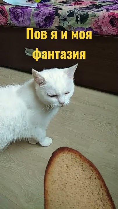 кися - YouTube