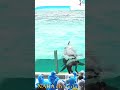 ララちゃんとトレーナーさん、ガラス前パフォーマンス、#shorts　 #シャチ #orca #鴨川シーワールド #水族館 #シャチパフォーマンス #killerwhales