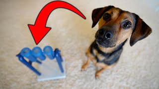 My Dog Is a SUPER GENIUS | DOG PUZZLE