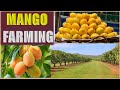 HOW TONNES OF MANGEOS ARE FARMED GLOBALY HOW TONNES OF MANGEOS ARE FARMED GLOBALY