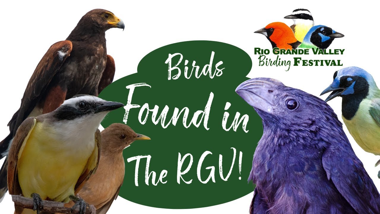 Birds found in the Rio Grande Valley - YouTube