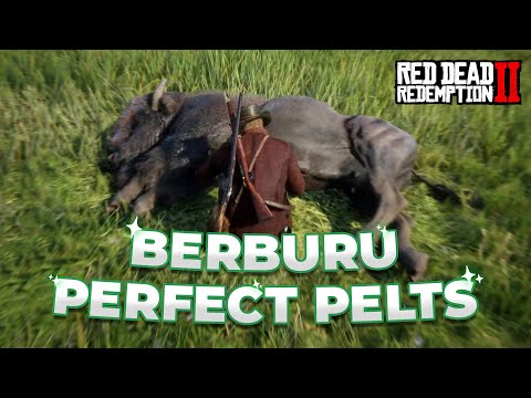 Video: Di mana hendak membeli anak panah rdr2 yang dinaik taraf?