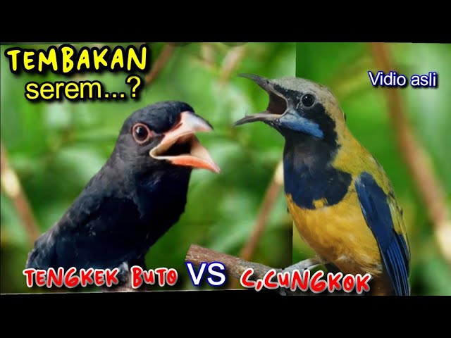 TEMBAKAN SEREM || CUCAK CUNGKOK VS TENGKEK BUTO class=