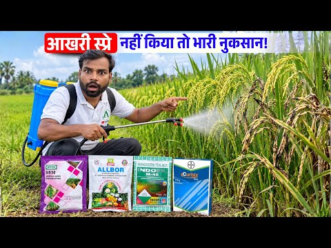 धान में आखिरी स्प्रे कब और क्या करें? 99% किसान यहाँ कर देते हैं गलती | Paddy Last Spray