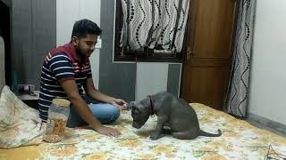 American Bully training for hand shake and highfive by Darshit Mathur(Owner)