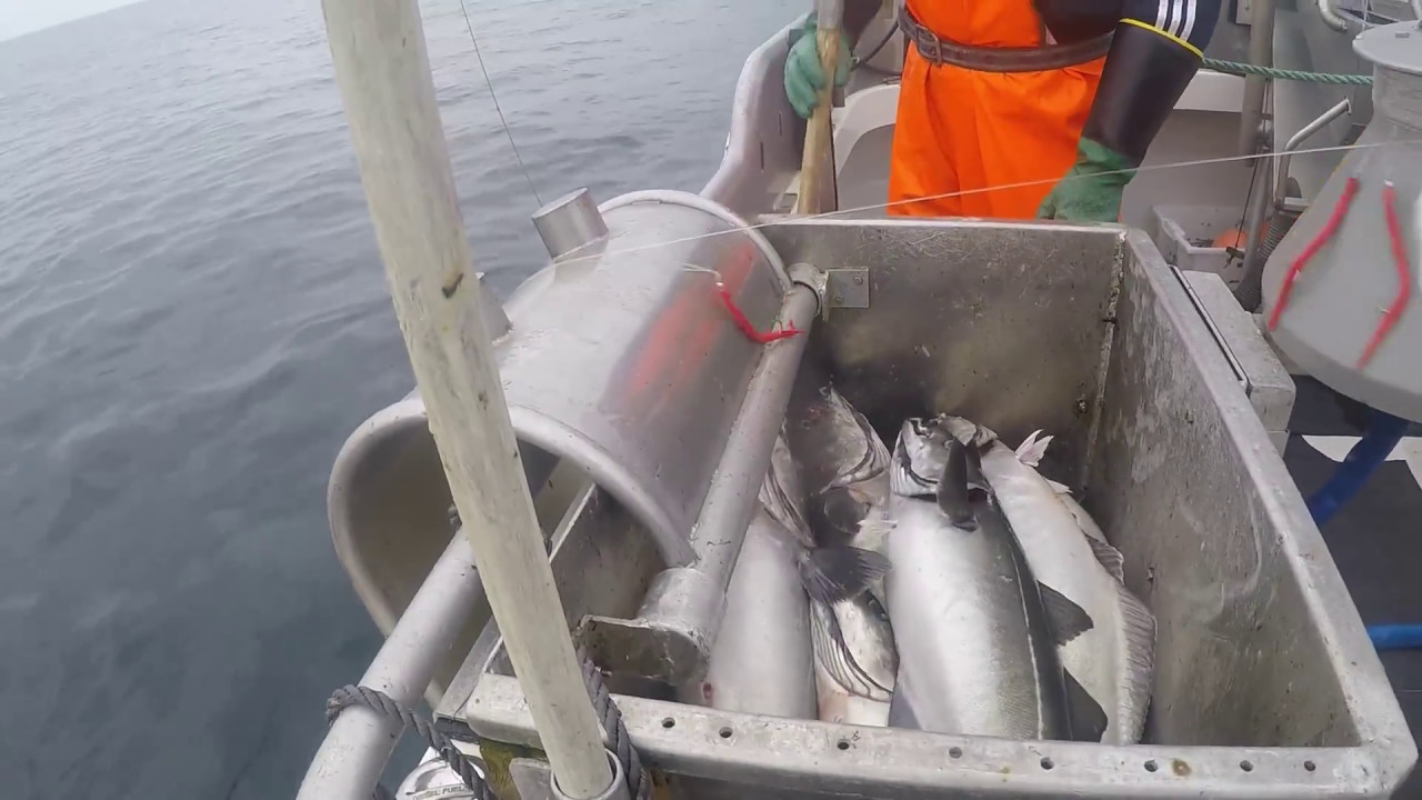 juksefiske en lørdag