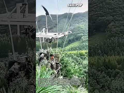 열기구와 드론 기술을 결합한 극한의 잣 수확 방식 #worker #process #technology #agriculture #harvesting
