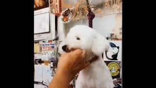 マズルの長いプードルのテディのコツ 中島かおる Youtube