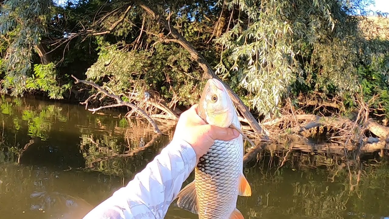 Pescuit la clean pe raul Somes,  au inceput  sa iasa la poza bucatile mari !!