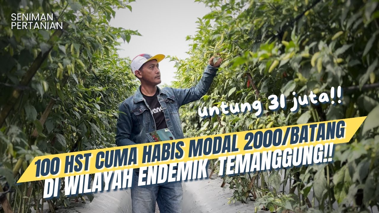 MODAL MINIM, UNTUNG MAKSIMAL! CABAI RAWIT 100 HST DI WILAYAH ENDEMIK VIRUS GEMINI, PANEN 31jt CASH!!