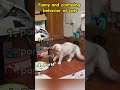Confusing behavior of cats.#cat #funny #cute