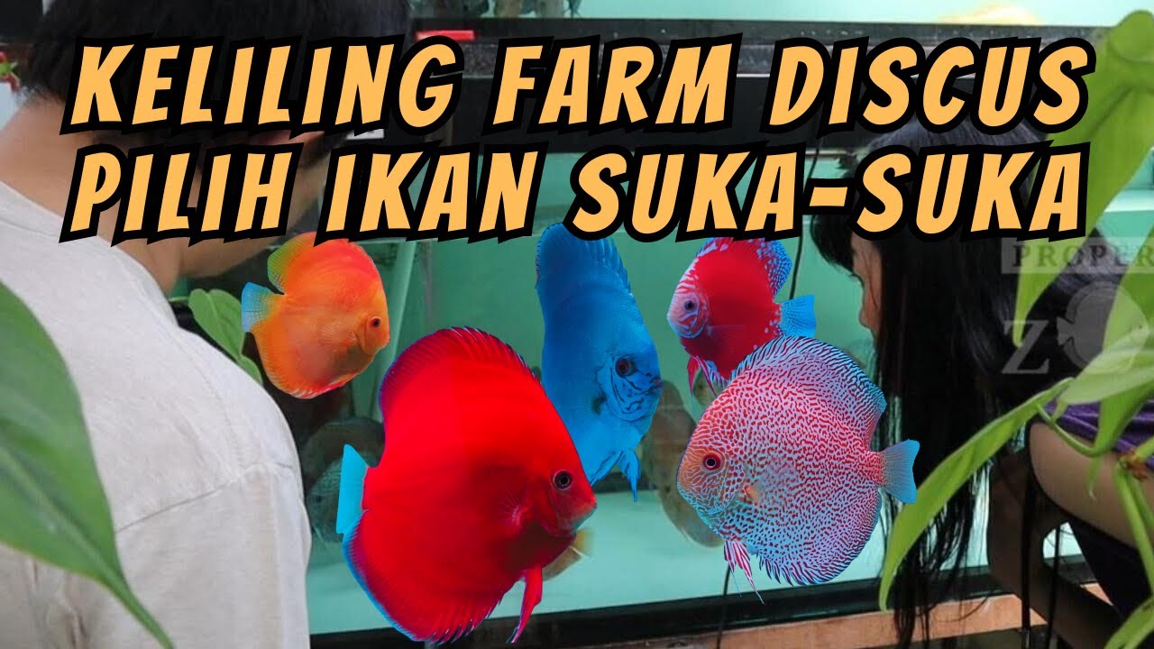 BARU KALI INI KELILING FARM ZORA DISCUS, ADA APA AJA YA?