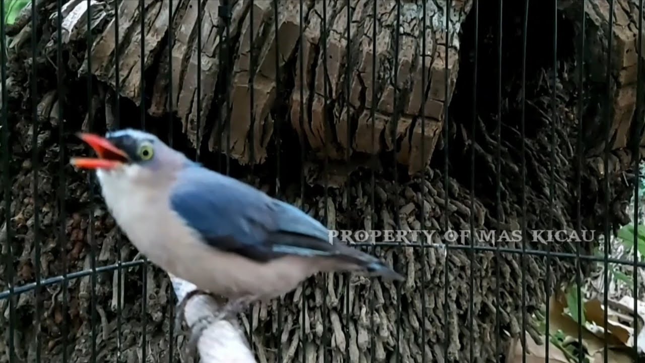 Tembakan Khas Burung Rambatan Paruh Merah | Burung Masteran - YouTube
