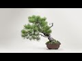 Second Repotting on a Ponderosa Pine Bonsai Tree