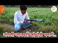 नीलगाय भगाने का देसी और सबसे अच्छा जुगाड़ | How To Control Nilgay & Monkey | Smart idea- Agriculture