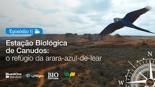 Bio Travessia | Ep.11 - Estação Biológica de Canudos: o refúgio da arara azul-de-lear