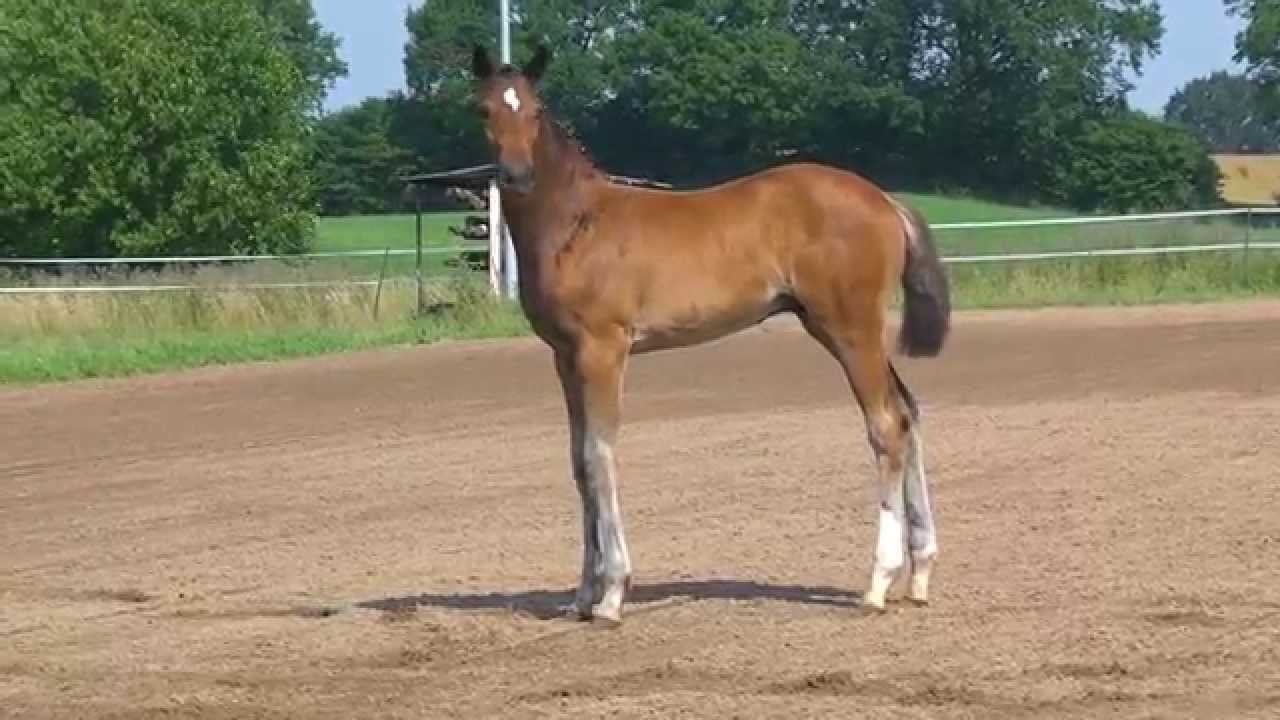 colt stallion Hengst Fohlen von Zinedine x Corrado II 2014