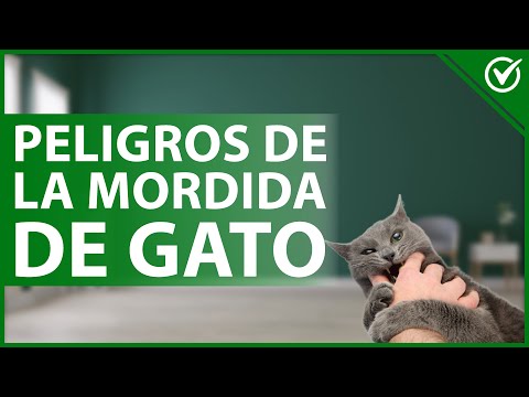 Video: 5 formas de hacer repelentes naturales para gatos