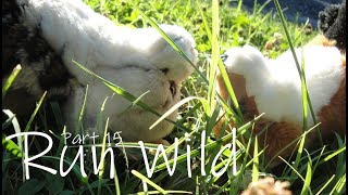 Run Wild part 15 (For Neo LPSTM's MEP)