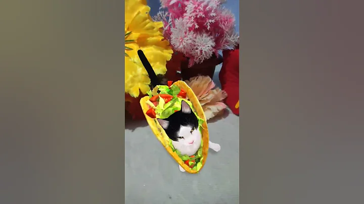 Video 9980471: cat sphynx dance pets